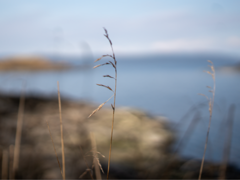 Sjølandskap med et strå i fokus